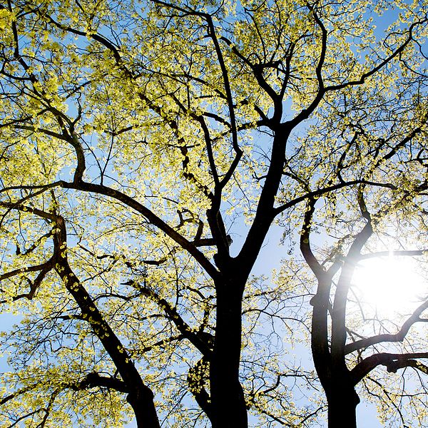 Vår, sol, träd, blad