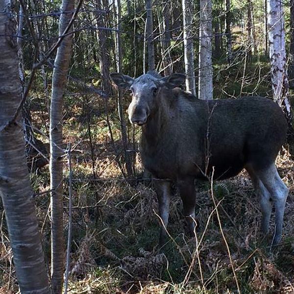 Älgen avlivades i ett villaområde.