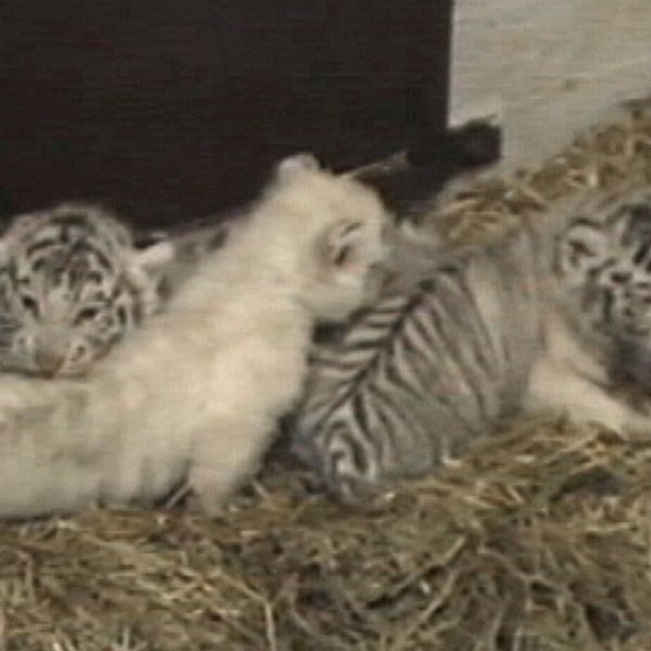 Under 1990-talet föddes tre vita tigerungar på Eskilstuna Zoo.