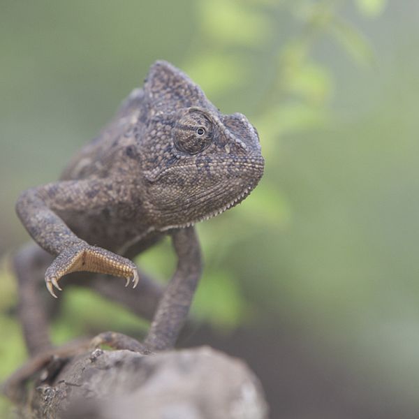 En kameleont på jakt efter insekter.
