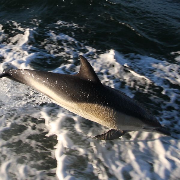 En delfin som hoppar i skummet bredvid färjan.