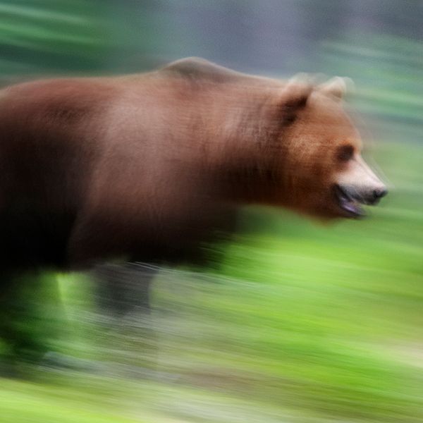 björn som springer