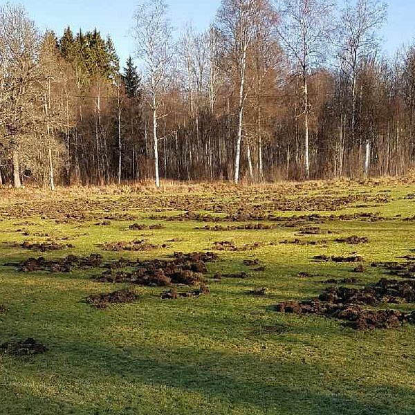 Pjätteryds fotbollsplan uppbökad av vildsvin