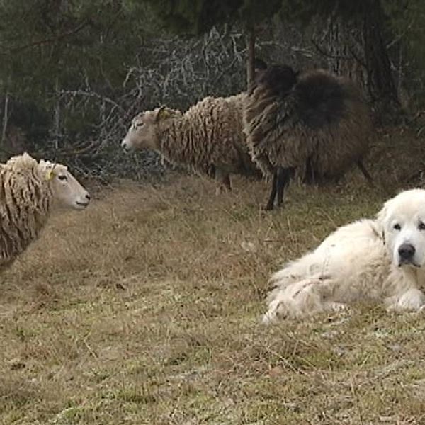 Hunden Arthur ligger på marken intill några får