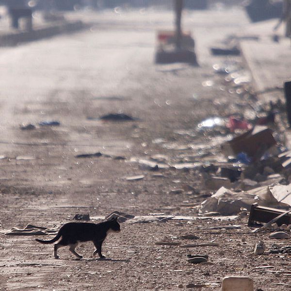 Ensam katt på en gata i Aleppo.
