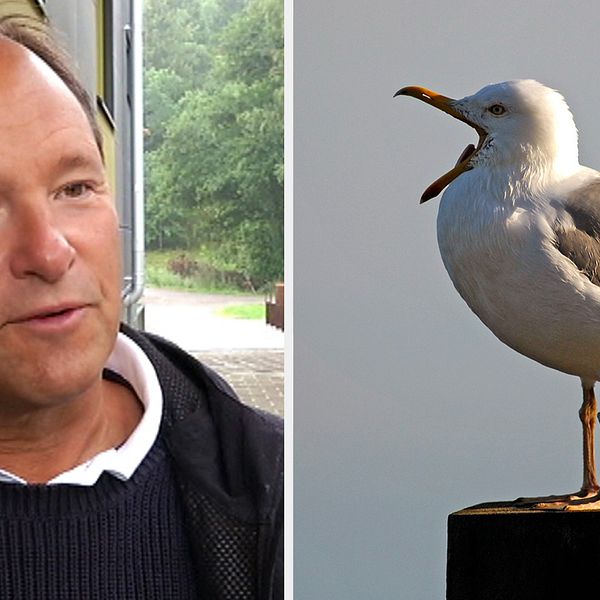 Björn Olsson som är en av landets främsta experter på fågelinfluensa
