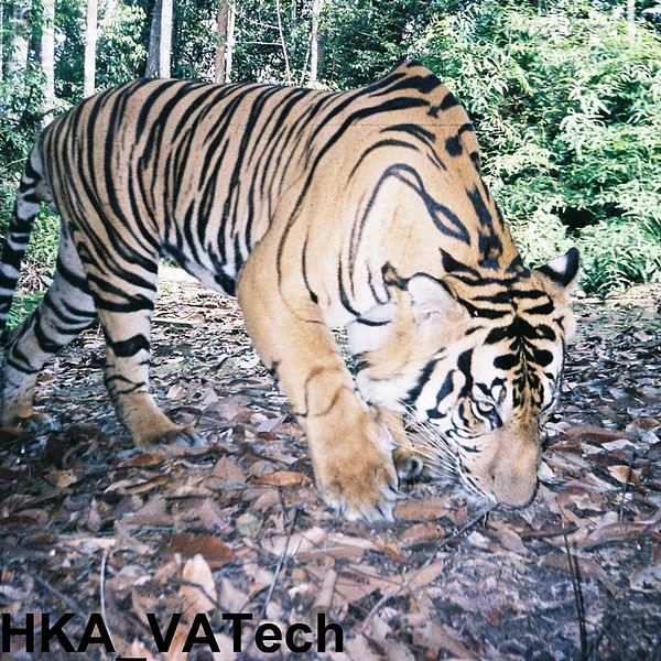 Tigerhanne fotograferad med kamerafälla i nationalparken Tesso Nilo på centrala Sumatra.