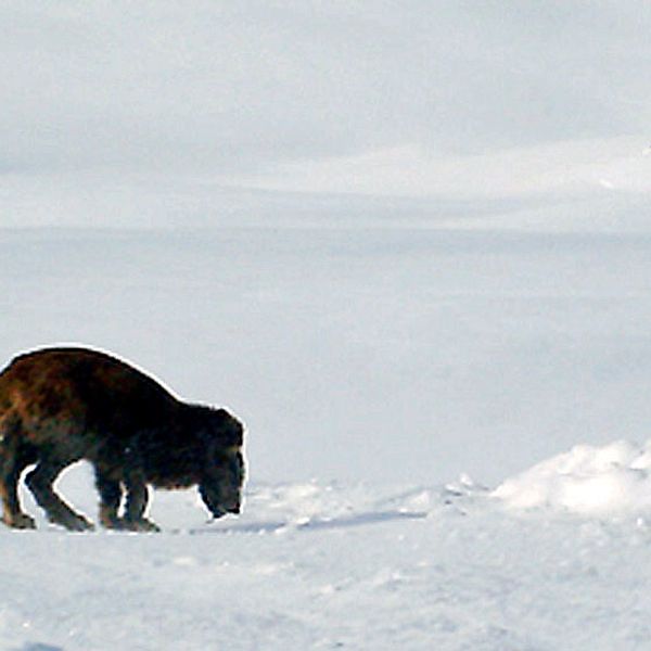 Fjällräv kraftigt angripen av skabb | SVT Nyheter