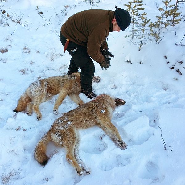 Ytterligare två vargar sköts under lördagen i årets licensjakt på varg.