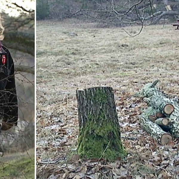 Kent Börjesson är upprörd över att många friska träd har huggits ner på Stora Amundön och kallar röjningen som Park och natur har gjort för en ”skövling”.