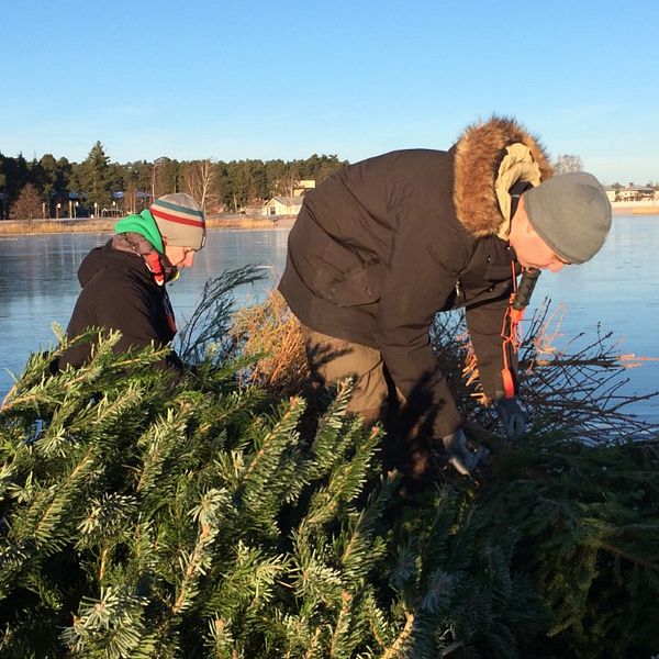 Under helgen lägger organisationen Sportfiskarna i Värmland ut hundratals uttjänta granar på isarna runt Karlstad. Granarna blir till nya yngelplatser och kommer att gynna fiskbestånden i vattnen runt staden.