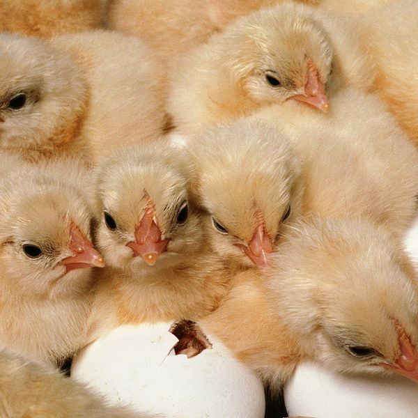 Nykläckta kycklingar.
