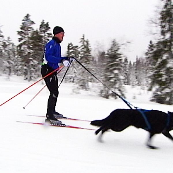 De tvåbenta försöker hålla jämn takt med sina fyrbenta kollegor