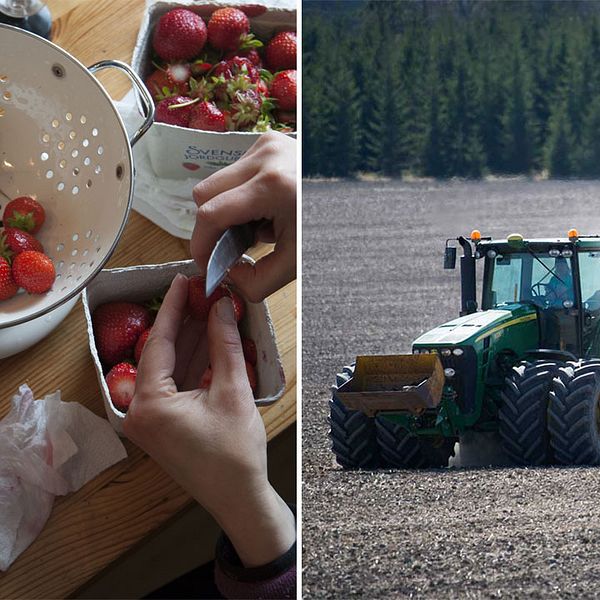 Jordgubbar och en traktor.