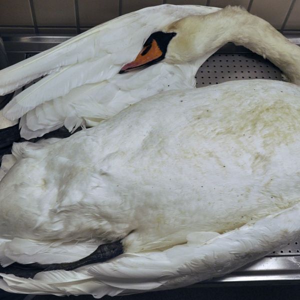 En svan ligger på en diskbänk. Den ska snart obduceras för att ta reda på vad som ligger bakom dess död.