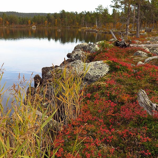 Bassegielas i Arjeplogs kommun är ett av länets kommande naturreservat.