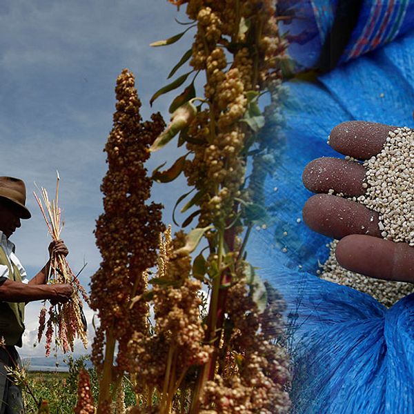 Quinoa kan föda världens hungriga