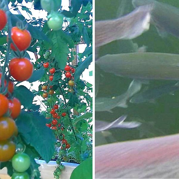 växande tomater, och fisk i vatten