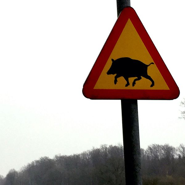 Skylt som varnar för vildsvin