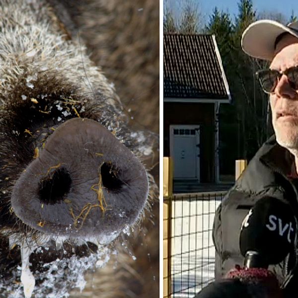 Sven Andersson bor i närheten av kyrkan i Kärda och han har tvingats sätta upp staket för 40.000 kronor för att skydda sin egendom.