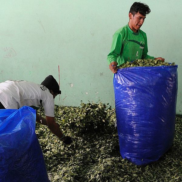 Kokablad packas för försljning på marknad i Bolivia