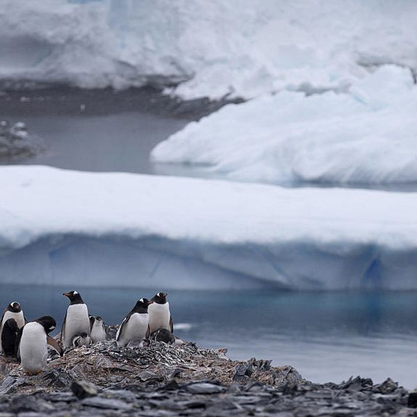 Pingviner i Antarktis.