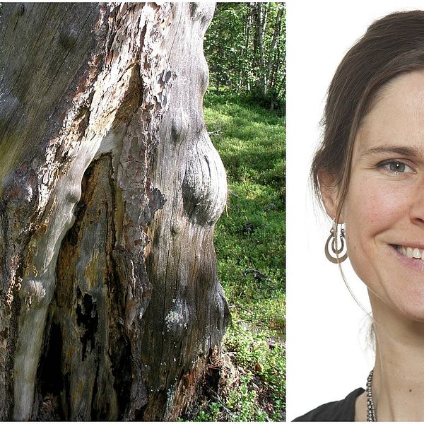 Johanna Sandahl, ordförande i Naturskyddsföreningen