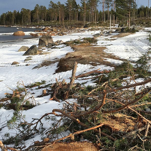 Avverkad skog vid stranden