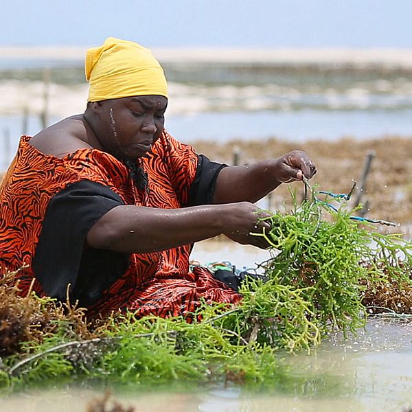 Fatima Naim är en av de 25.000 kvinnor på Zanzibar som är beroende av inkomsterna hon får från att odla tång. Men tångodlarna hotas nu av den globala uppvärmningen.
