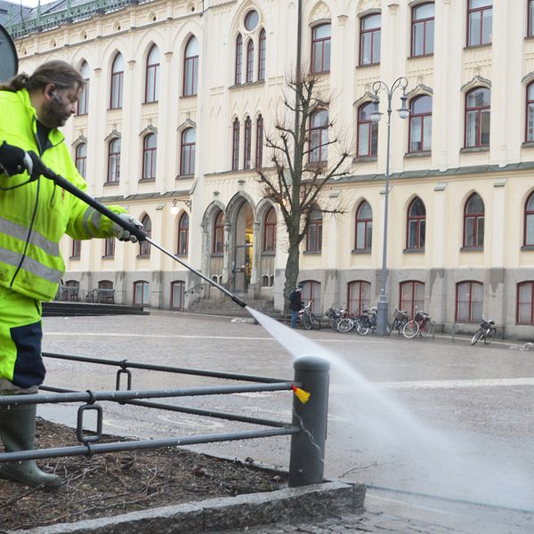 Thomas Rapp sanerar bort veckans fågelspillning i centrala Örebro. I bakgrunden syns ett av de träd som beskurits kraftigt för att färre fåglar ska kunna landa där.