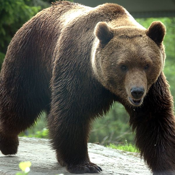 en björn