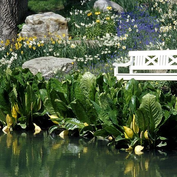 De gula blommorna i kanten av dammen med stora blad är gul skunkkalla.