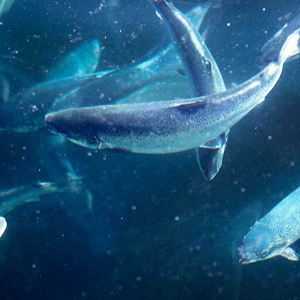 fiskar under vatten