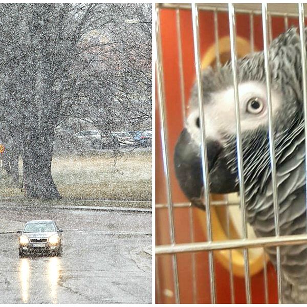 två bilder. Snöstorm och papegoja.