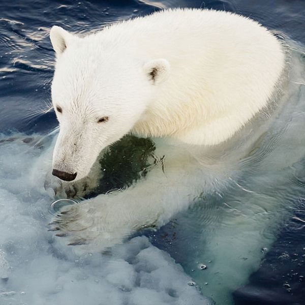 Isbjörnarna är de stora förlorarna när isarna smälter.