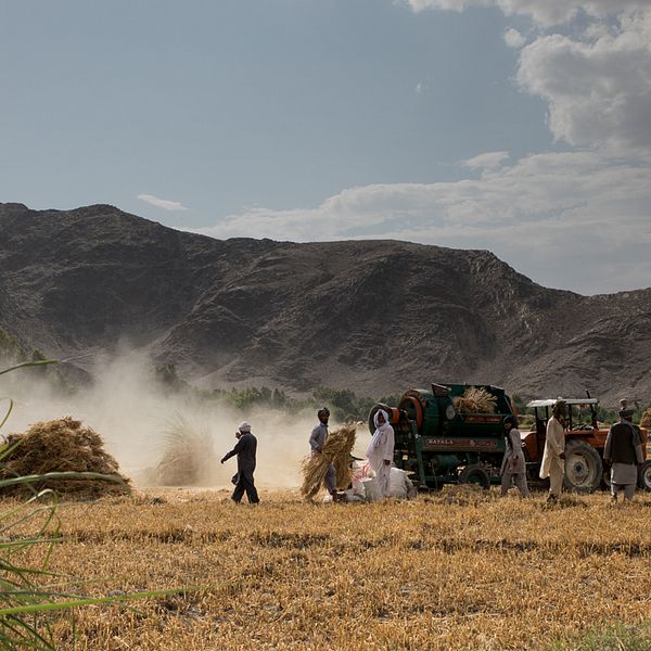 Opiumodling i Afghanistan