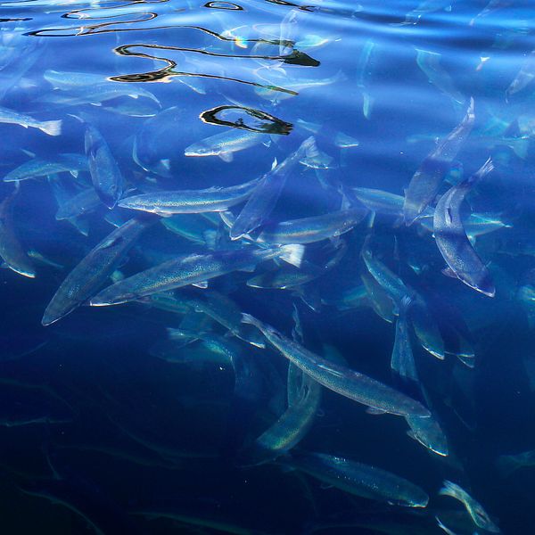 Bild från en fiskodling, en större mängd laxar syns