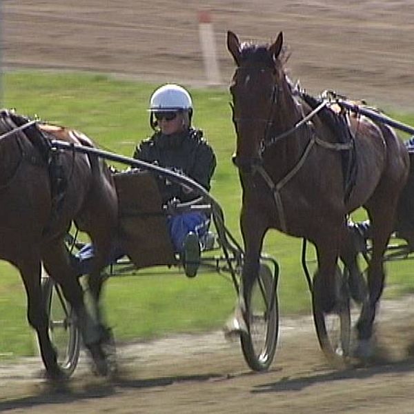 Två travhästar med sulky springer på bana