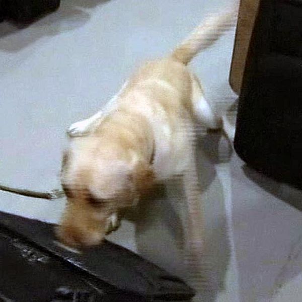 TV: Här hittar hunden bomben