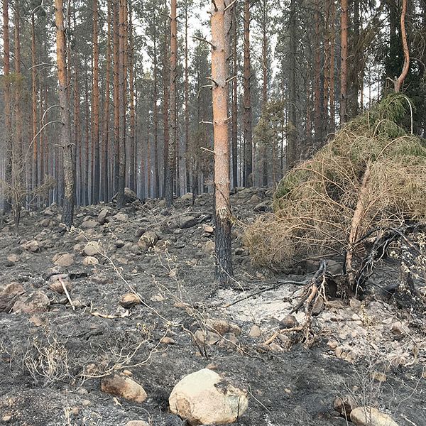 Förkolnad mark efter skogsbrand utanför Målerås.