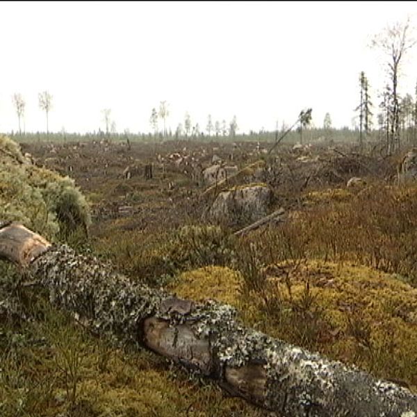 Mitt under pågående reservatsbildning avverkade mljöcertifierade Mellanskog ett område i det planerade Kallkärrskogens naturreservat i norra Värmland. Ett annat miljöcertifierat bolag ville också avverka i samma reservatsområde. Nu får skogsbranschen skarp kritik för att inte leva upp till kraven i sina miljöcertifieringar.