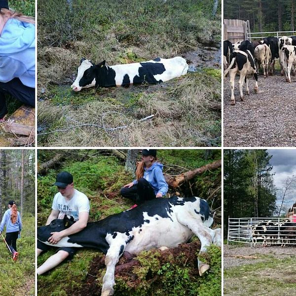 bild-collage, människor och kor i skogen och på gård