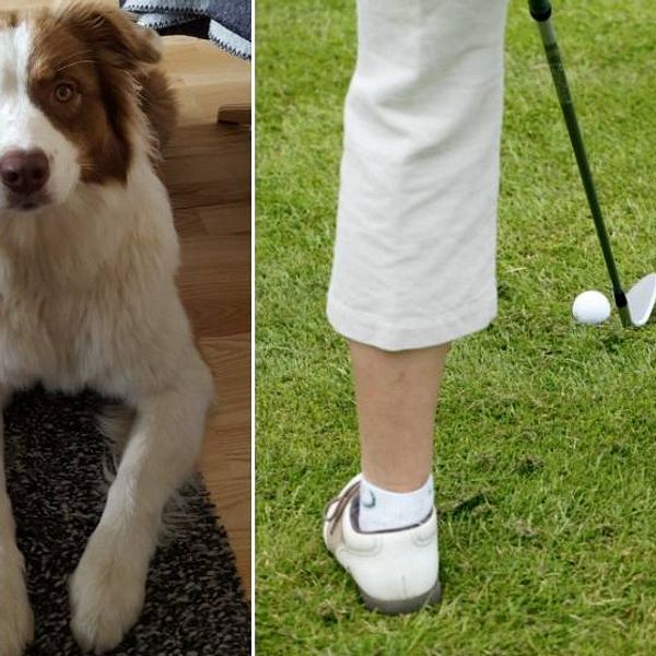 hunden sally, golf