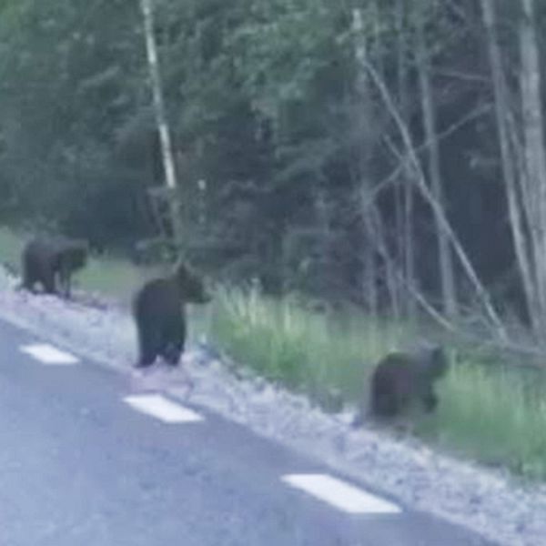 björnungar