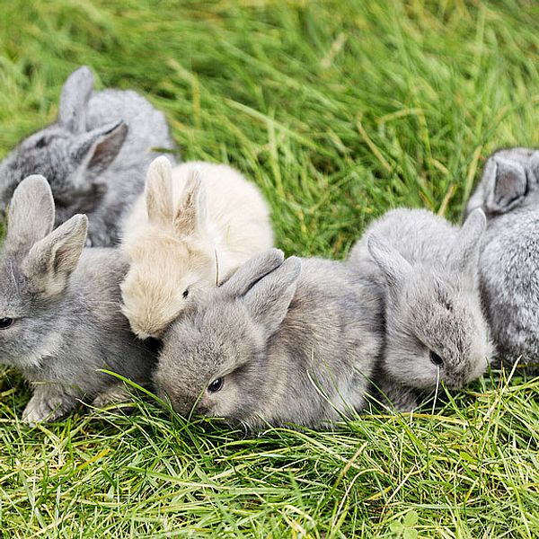 Flera små kaniner på en gräsmatta.