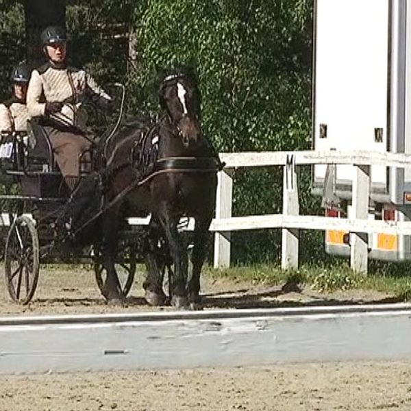 häst, hästikape, hästhage, trav, gunilla blomberg, lövånger, hästveckan, lycksele