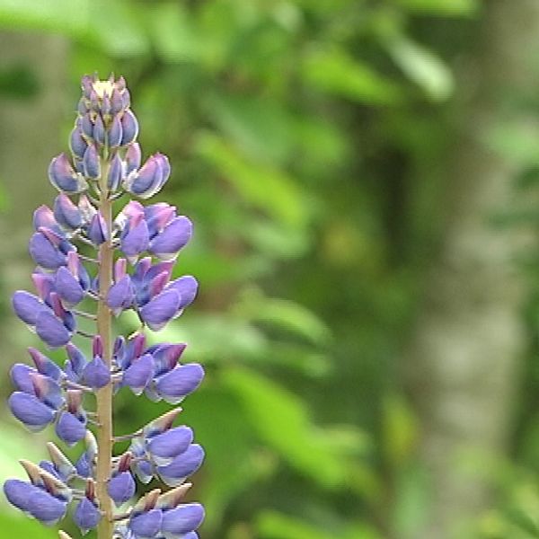 Blomsterlupin