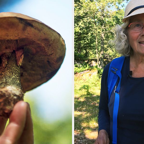 Ingrid Grahn-Nilsson är nöjd med svampsäsongen.