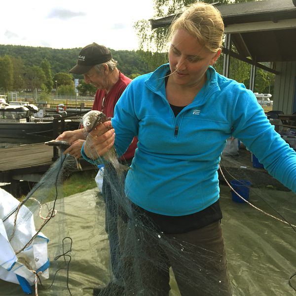 kvinna i blå tröja med blont hår plockar fisk ur nät