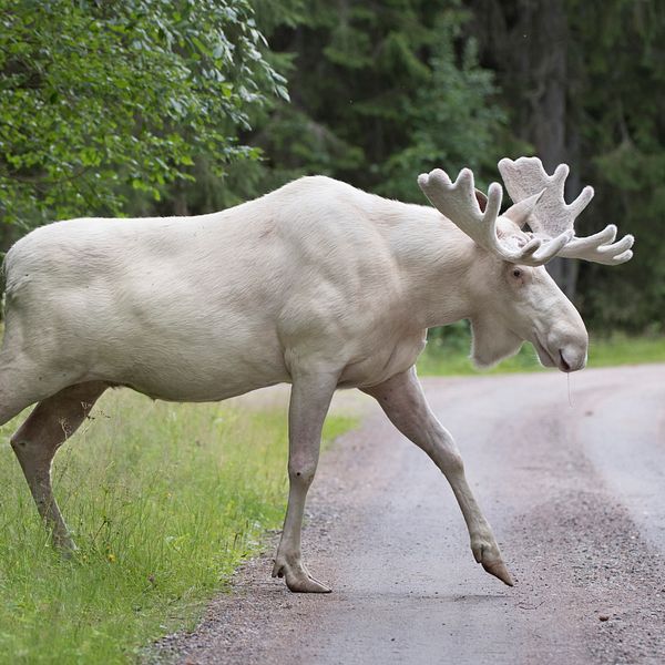 Den vita älgen i Värmland skapar irritation bland de boende i Värmland.